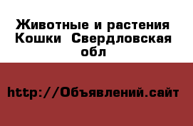 Животные и растения Кошки. Свердловская обл.